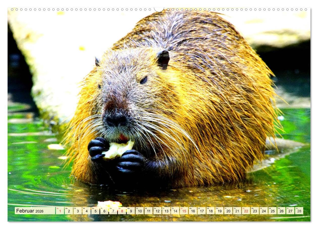 Nagetiere. Hamster, Kaninchen und Co. (Wandkalender 2026 DIN A2 quer), CALVENDO Monatskalender: Hübsche Exemplare aus der großen Familie der Nagetiere (CALVENDO Tiere)