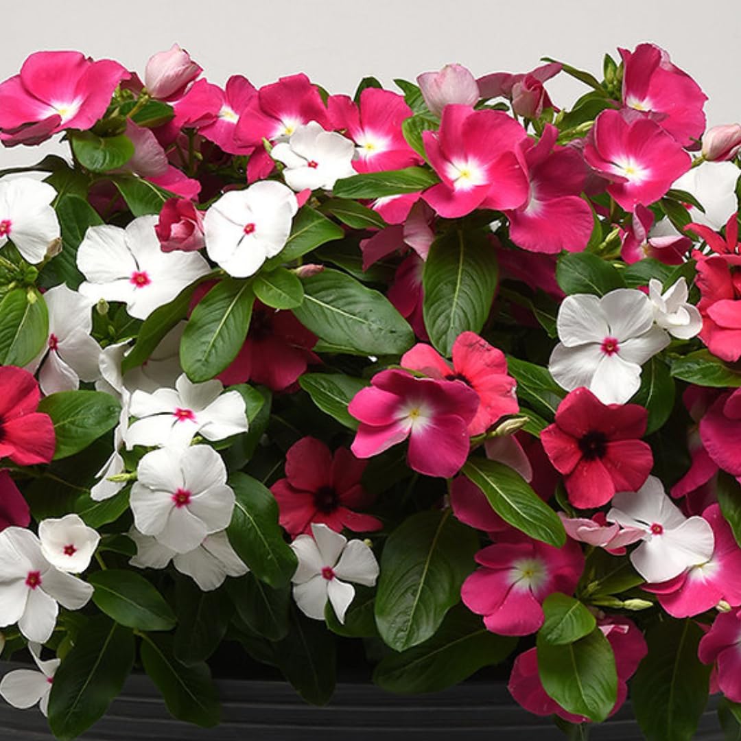 Seed Basket Vinca Pacifica XP Mix Summer Flower (25 Seeds) Vibrant Drought-Tolerant Flowers For Containers, Hanging Baskets, And Garden Borders, Summer Blooms-image-38