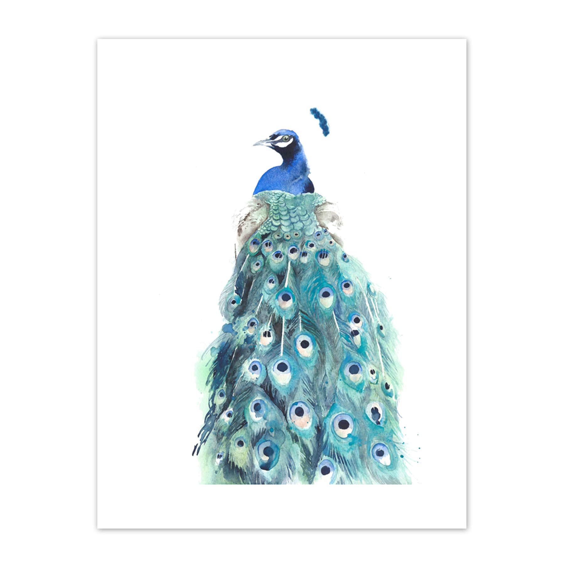 Wee Blue Coo Bird Peacock Watercolour Art Print Canvas Premium Wall Decor Poster
