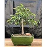 Ficus Benjamina Orientalis Ficus Tree - Medium