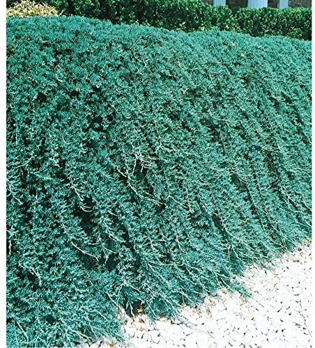 Miniatura 2 de Blue Rug Enebro  10 plantas vivas  Juniperus Horizontalis  Cobertura del suelo Evergreen  Paisajismo tolerante a la sequía