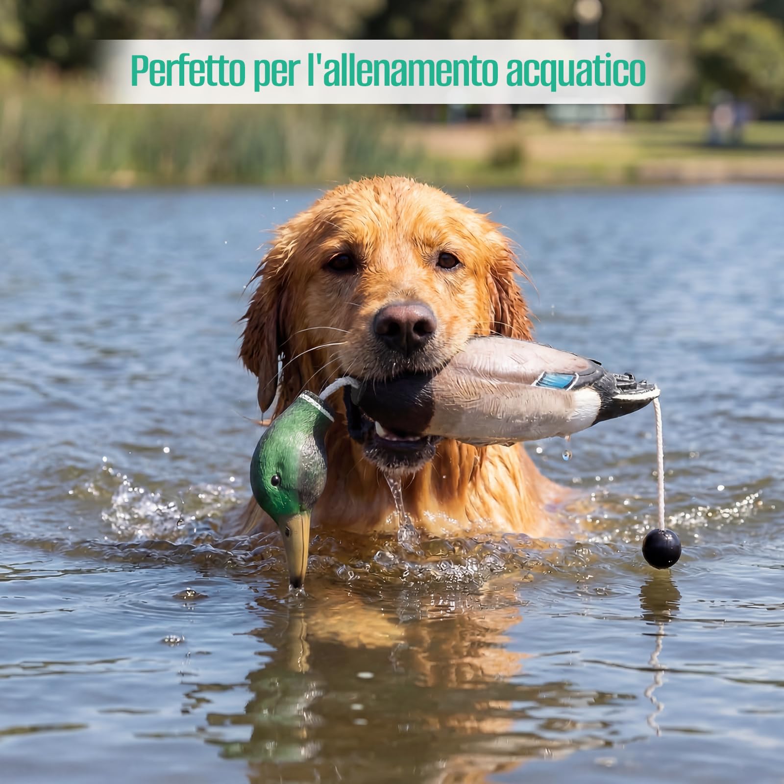 Dummy per Addestramento Cani, Dummy da Riporto Anatra con Codolo da Lancio, Dummy Impermeabile per Addestramento Cani, Anatra in Eva, Finto Cercitore per Cuccioli oi da Caccia Adulti