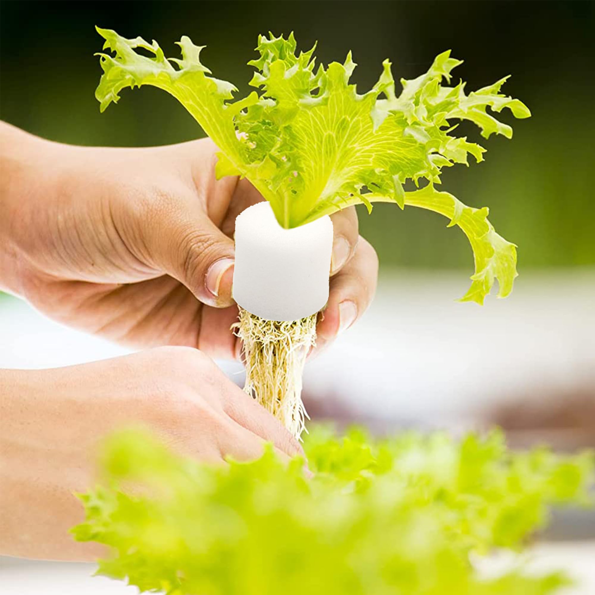 ZAHD 100 PCS Soilless Hydroponics Esponja hidropónica para Plantar Herramientas de Esponja de Vivero de Semillas Suministros esponjas de Cubo de plántula esponjas hidropónicas sin Suelo (100, Blanco)
