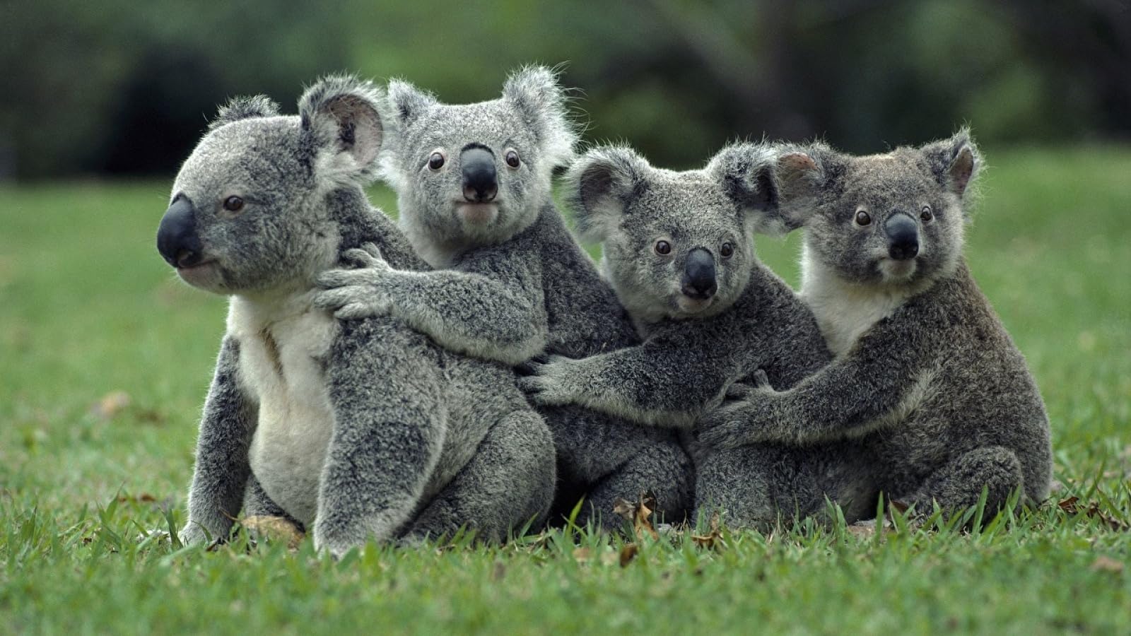 niños niña Puzzle 1500 Piezas Koalas Osos Animales 87x57cm