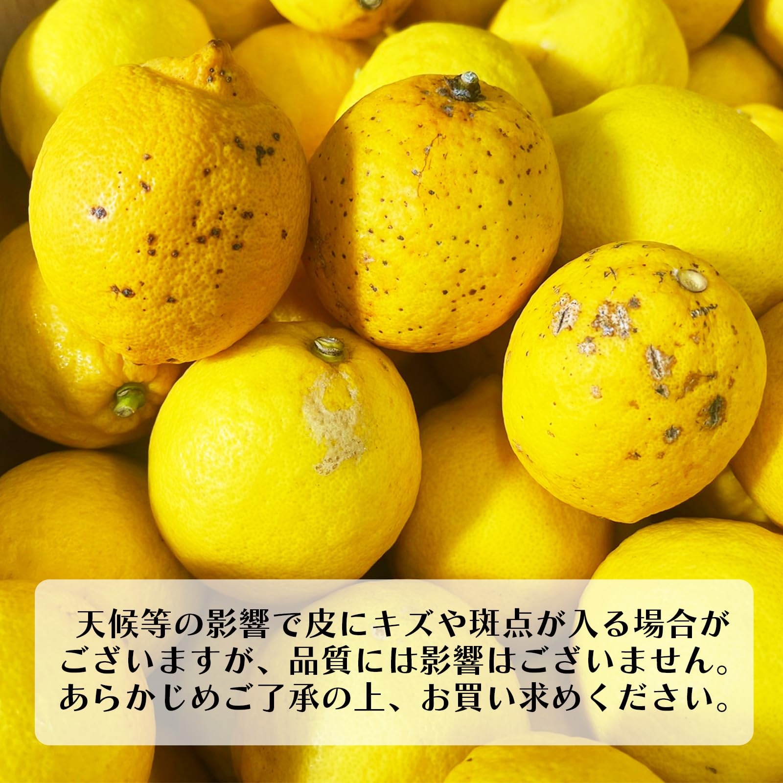 [みさわのやさい] 国産 レモン 訳あり 1kg 皮まで食べられる ノーワックス…