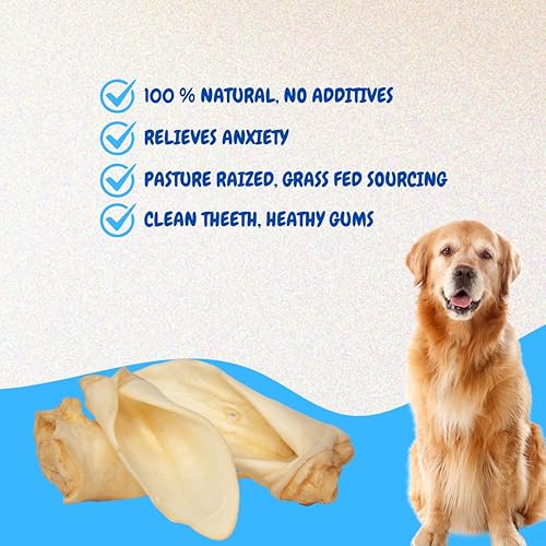 Miniatura 3 de Brazilian Pet Orejas de vaca 100% naturales (paquete de 50) masticables para perros Prime, más de 5 pulgadas de ganado alimentado con pasto, sin