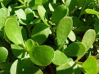 100 Seeds Green Purslane Seeds Herb Verdolaga Portulaca Oleracea Omega 3 Comb S H Easy to Seasons, Meaningful Gift.
