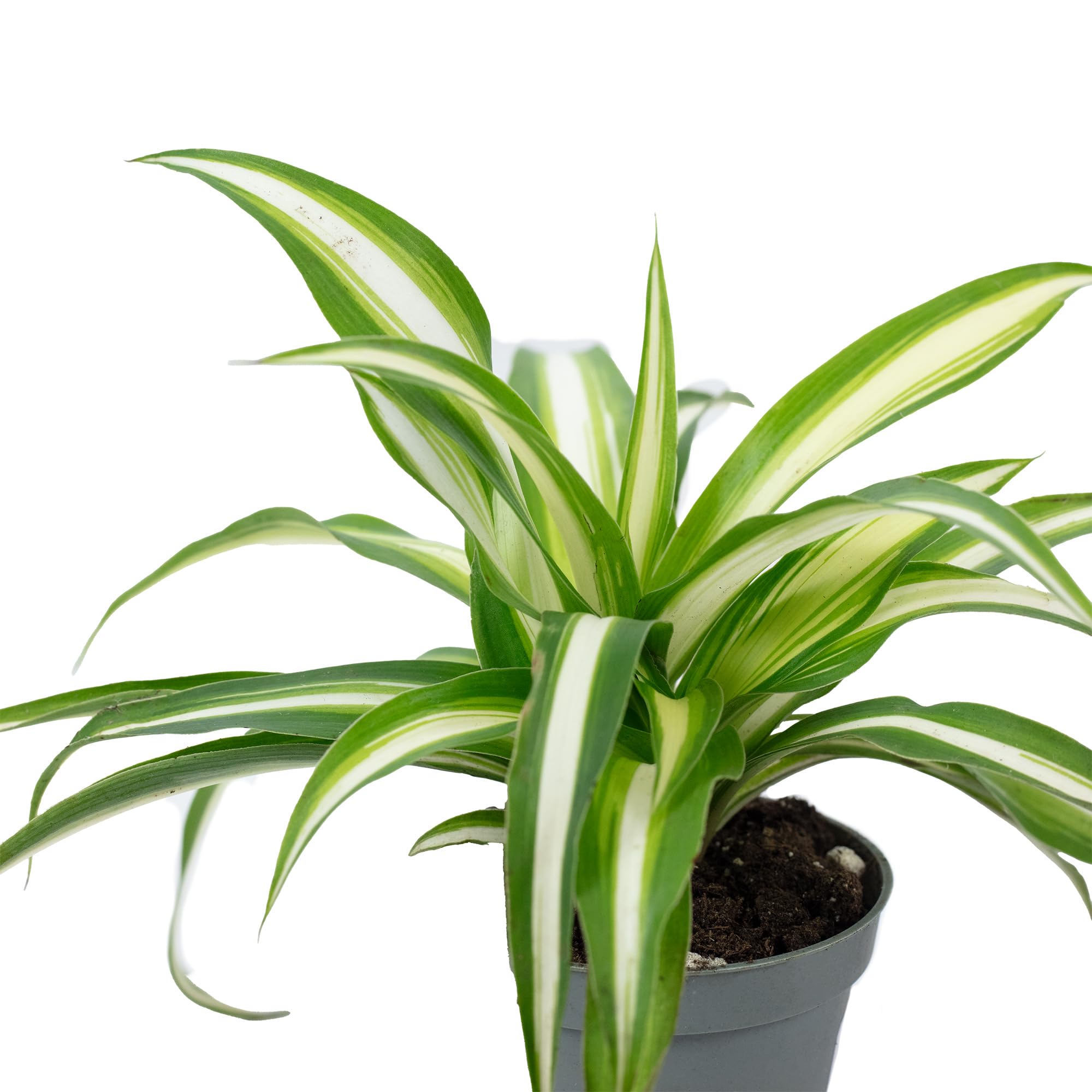 Chlorophytum Comosum Variegata Plante d'intérieur Hauteur 15 cm Pot 6 cm