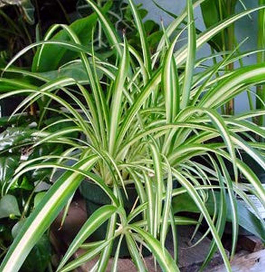 Creative Farmer Live Plant Less Maintenance Spider (Chlorophytum) Air Purifying (1 Healthy Live Fruit Plant)