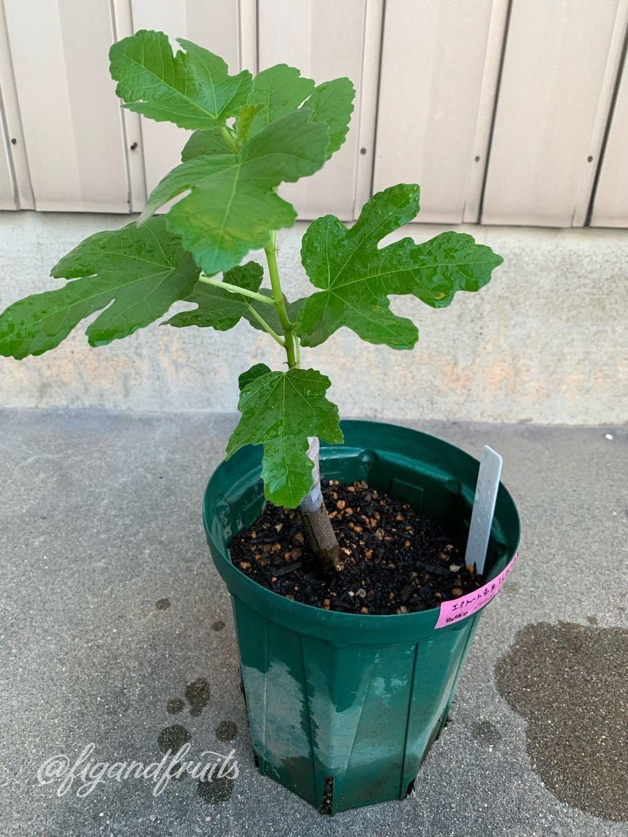 イチジク　エアルーム　苗 エアルーム品種 赤果肉、ベリー系 イチジク 接木苗 イチジク