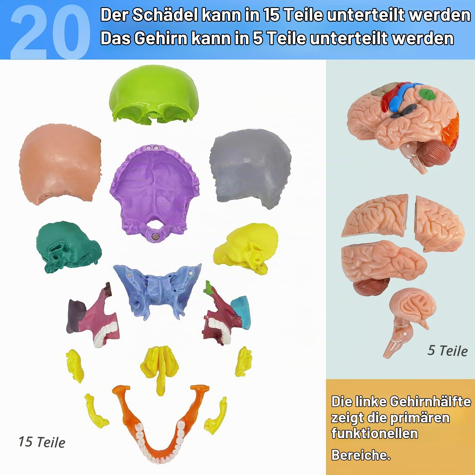 Menschliches Schädel Mit Gehirn Anatomiemodell, 1:2 Halb-Lebensgröße | EVOTECH SCIENTIFIC Zerlegbares Schädel-Anatomiemodell, Geeignet Für Anatomiestudium, Bildung Und Lehrzwecke, 20 Teile