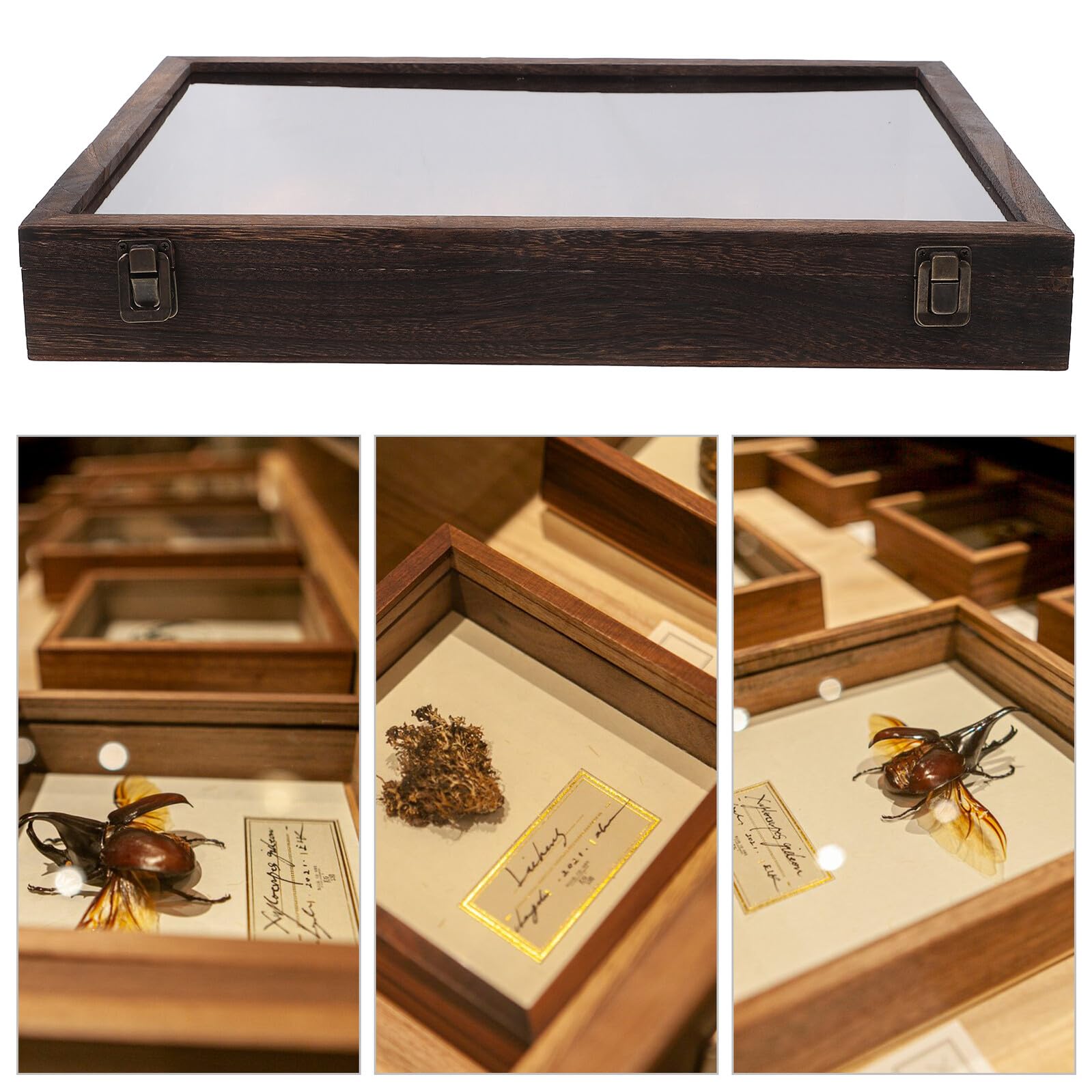 Holz Präparations Showbox mit Transparenter Abdeckung, Braun | Rechteckige Vitrine für Schmetterlinge und Pflanzen, Große Kapazität, Schützt Mehrere Exemplare