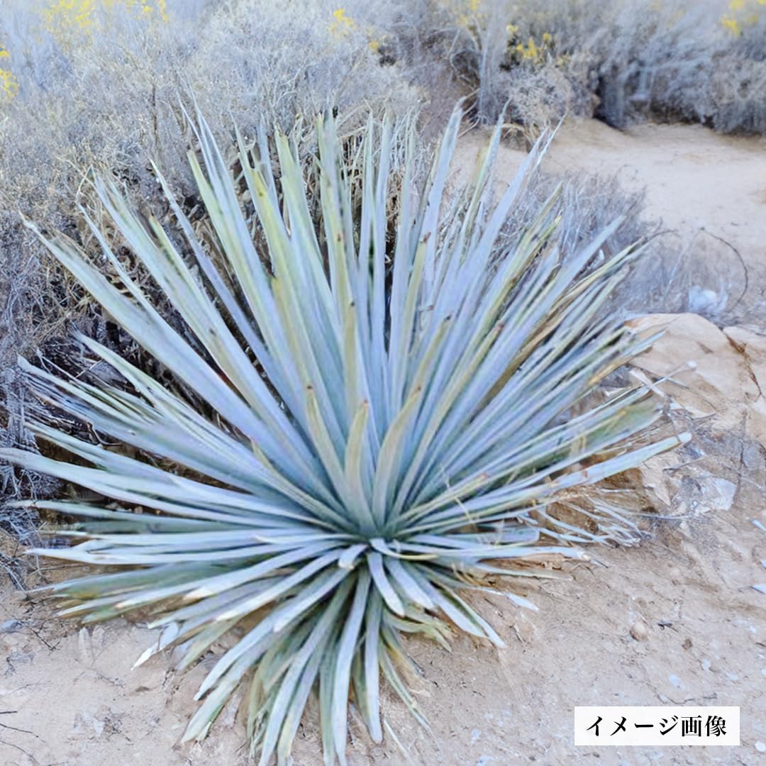 Amazon.co.jp: 【種子】ユッカウィップレイ 20粒 Hesperoyucca