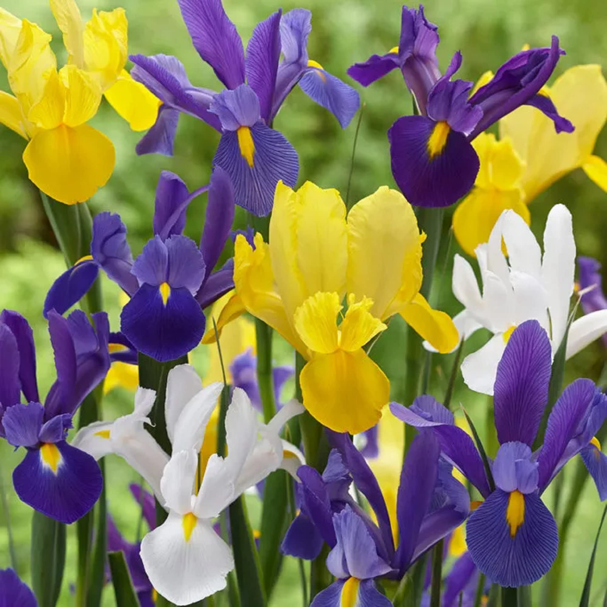 CHUXAY GARDENMix Iris Hollandica,Dutch Iris Seed,Fleur de Lis 25 Seeds White Yellow Blue Lovely Flowers Perennial Flowering Plant Attract Butterflies and Bees Easy Grow