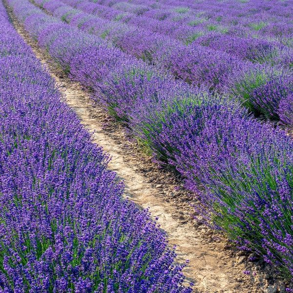 Small English Lavender Starts Live Plants, Herbs, Spider Repellent, Crafts, soap Making, Dried Flowers, Purple, Fragrant, just sprouted, 1 inch Tall (12)