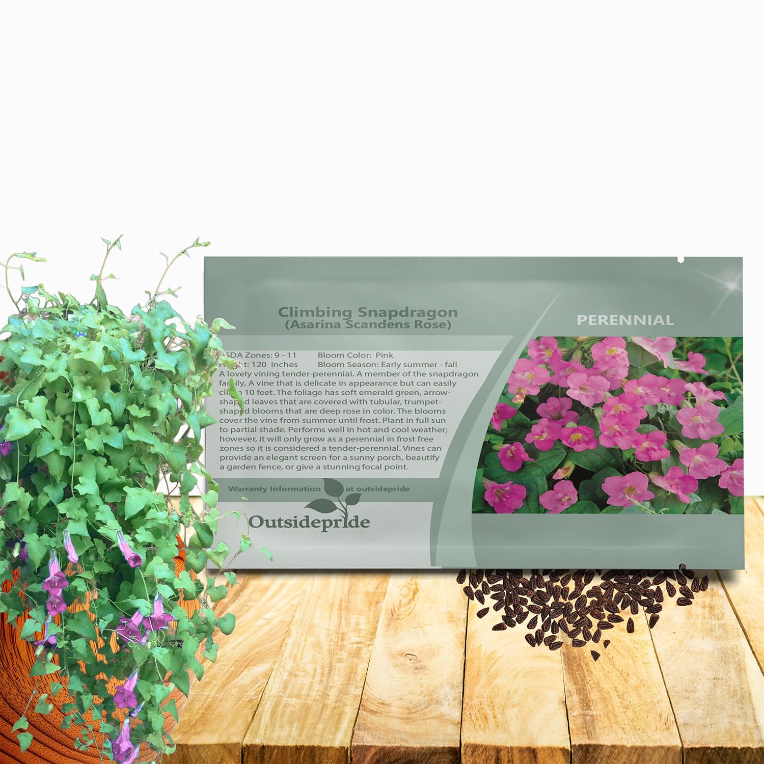 Amazon.com : Outsidepride Rose Asarina Climbing Snapdragon Seeds