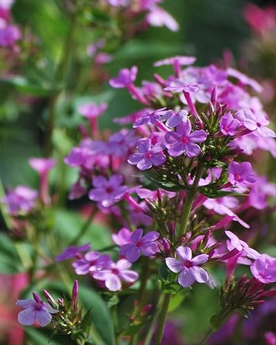 Miniatura 3 de Perennial Farm Marketplace Phlox paniculata 'Jeana' (verano) Perenne, tamaño # 1 contenedor, flores rosa lavanda