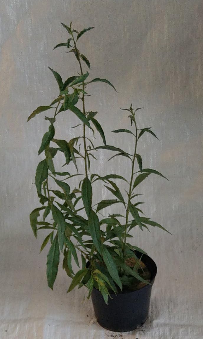 Goji Berry, Chinese Wolfberry, Goji Tea Plant in a 2 Litre Rigid Pot.