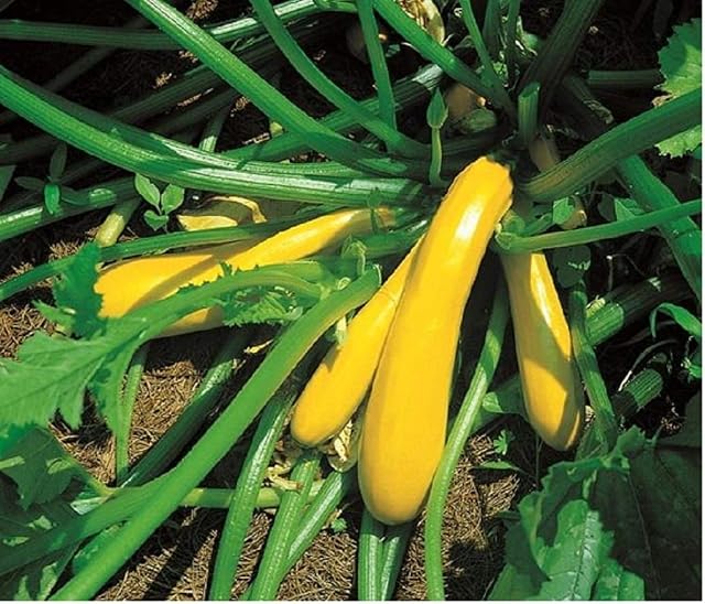 COURGETTE/Zucchini - Yellow/Golden - 40 Seeds