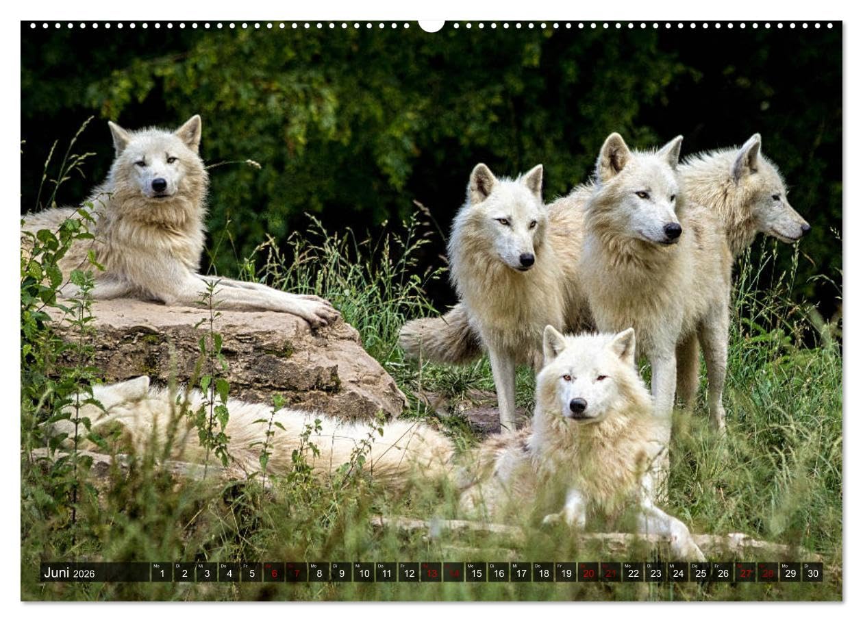 Begegnung mit dem Wolf (Wandkalender 2026 DIN A2 quer), CALVENDO Monatskalender: Faszinierende Aufnahmen von Wölfen aus verschiedenen Territorien (CALVENDO Tiere)
