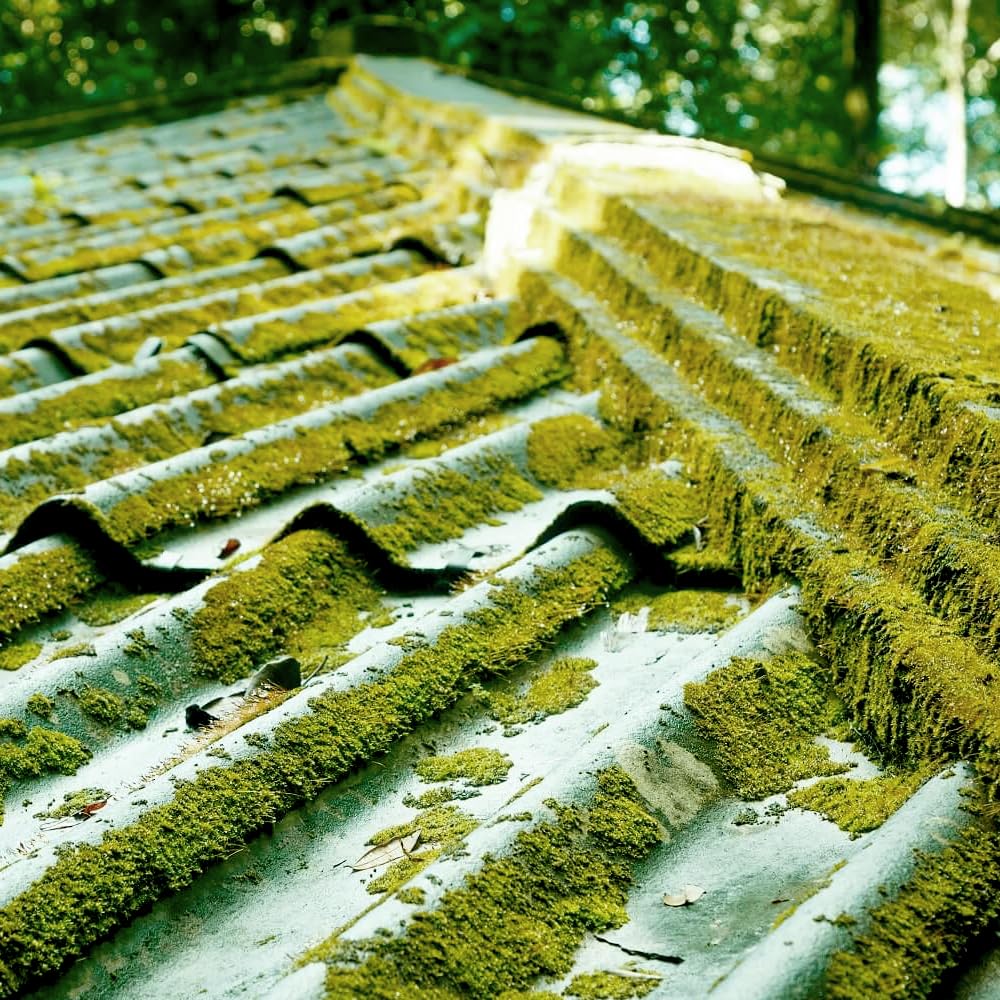 Sopgal Limpiador de Humedades para Tejados, Fachadas y Suelos 25L | Limpia en profundidad manchas y restos de humedad y la suciedad acumulada en tejados y paredes antes de pintar.