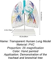 Vista 6 de YANHAO Modelo pulmonar anatómico transparente modelo pulmonar con estructura de árbol bronquial y base de soporte para enseñar demostración