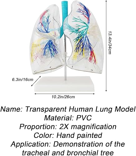 Miniatura 6 de YANHAO Modelo pulmonar anatómico transparente modelo pulmonar con estructura de árbol bronquial y base de soporte para enseñar demostración y