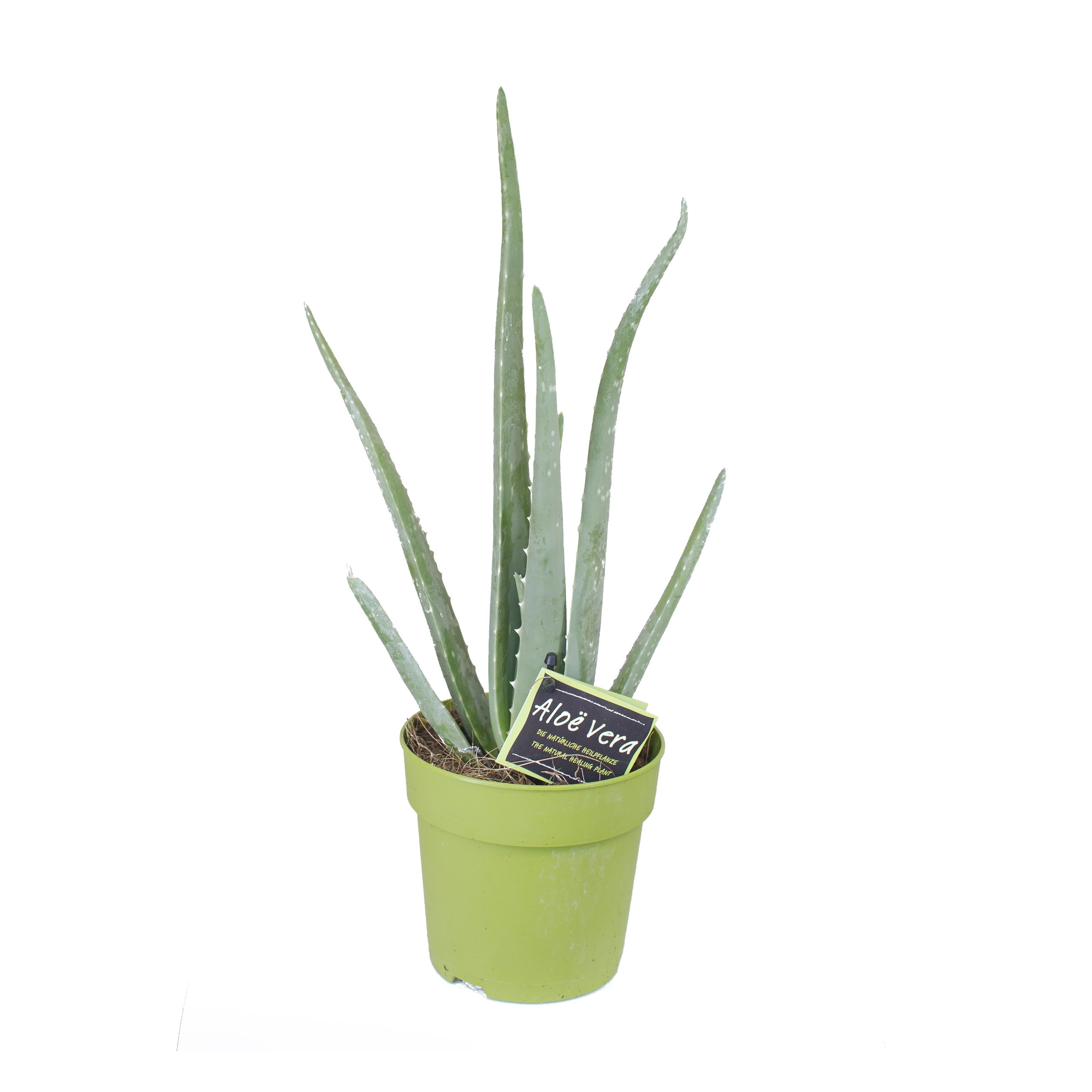 Zimmerpflanzen Set - 3 Mix - Coffea arabica,Aloe Vera, Dracaena- natrliche  Deko und Luftverbesserung im Blumentopf - toller Mix aus Tropischen und  Orientalischen Pflanzen (SET 10) : Amazon.de: Garten
