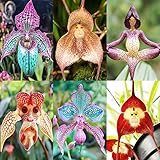 210+ Perennial Monkey Orchid Flower Seeds for Planting-Non-GMO Heirloom Plant Seeds Garden Outdoor