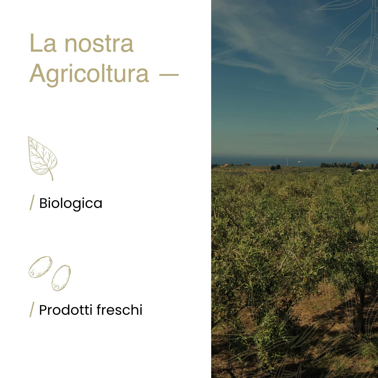 Olio Extravergine di Oliva 100% Siciliano e 100% Biologico, Qualità Biancolilla - Massima Freschezza e Sostenibilità - 1 Latta da 3L