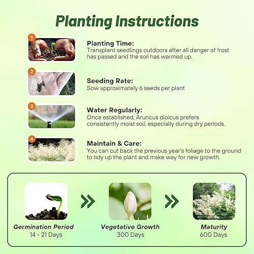 Miniatura 4 de Outsidepride Aruncus Dioicus - Semilla de flor de jardín de barba enana de cabra - 5000 semillas