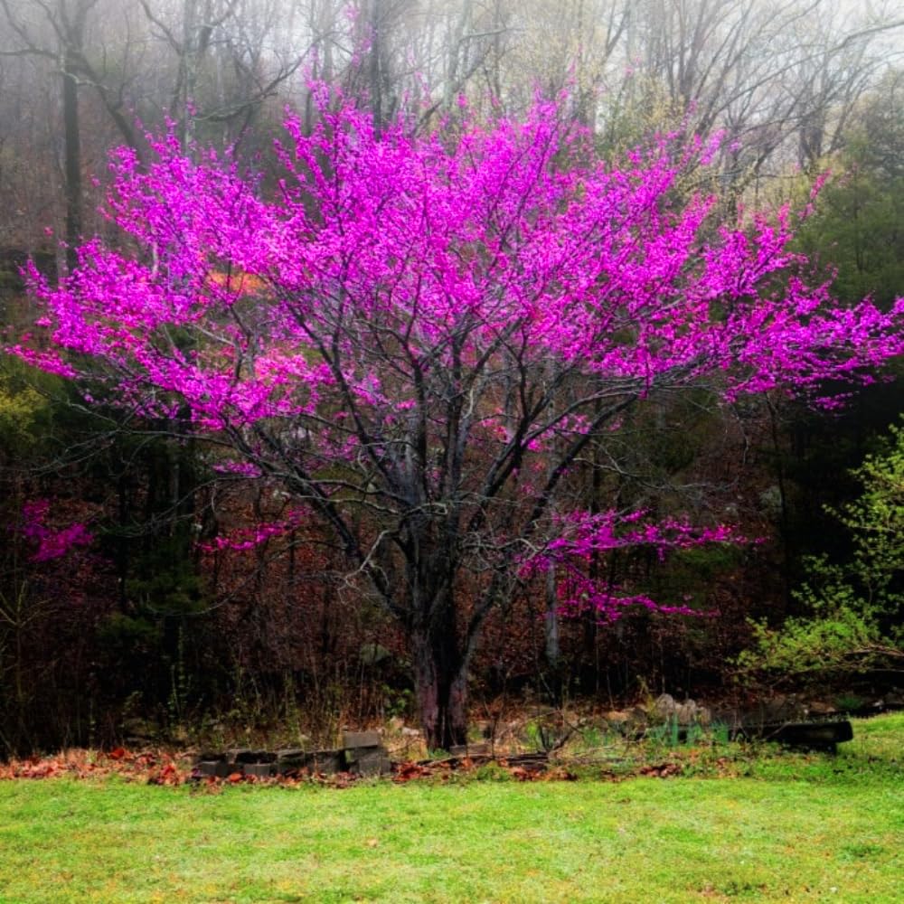 Eastern Redbud Tree - 18-24" Tall Seedling - Quart Pot - Live Plant - Cercis Canadensis