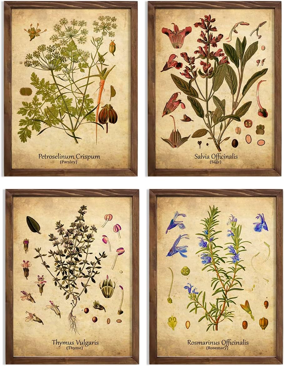 Antique Herb Botanical Print Set Ready to Hang A4 Size (8.27 x 11.7 inches) Rosemary Sage Thyme Parsley Kitchen Wall Art Antique Botanical Herb Wall Decor Plants Kitchen Decor