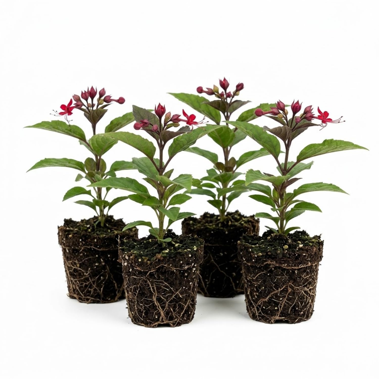 Bleeding Heart Live Plant