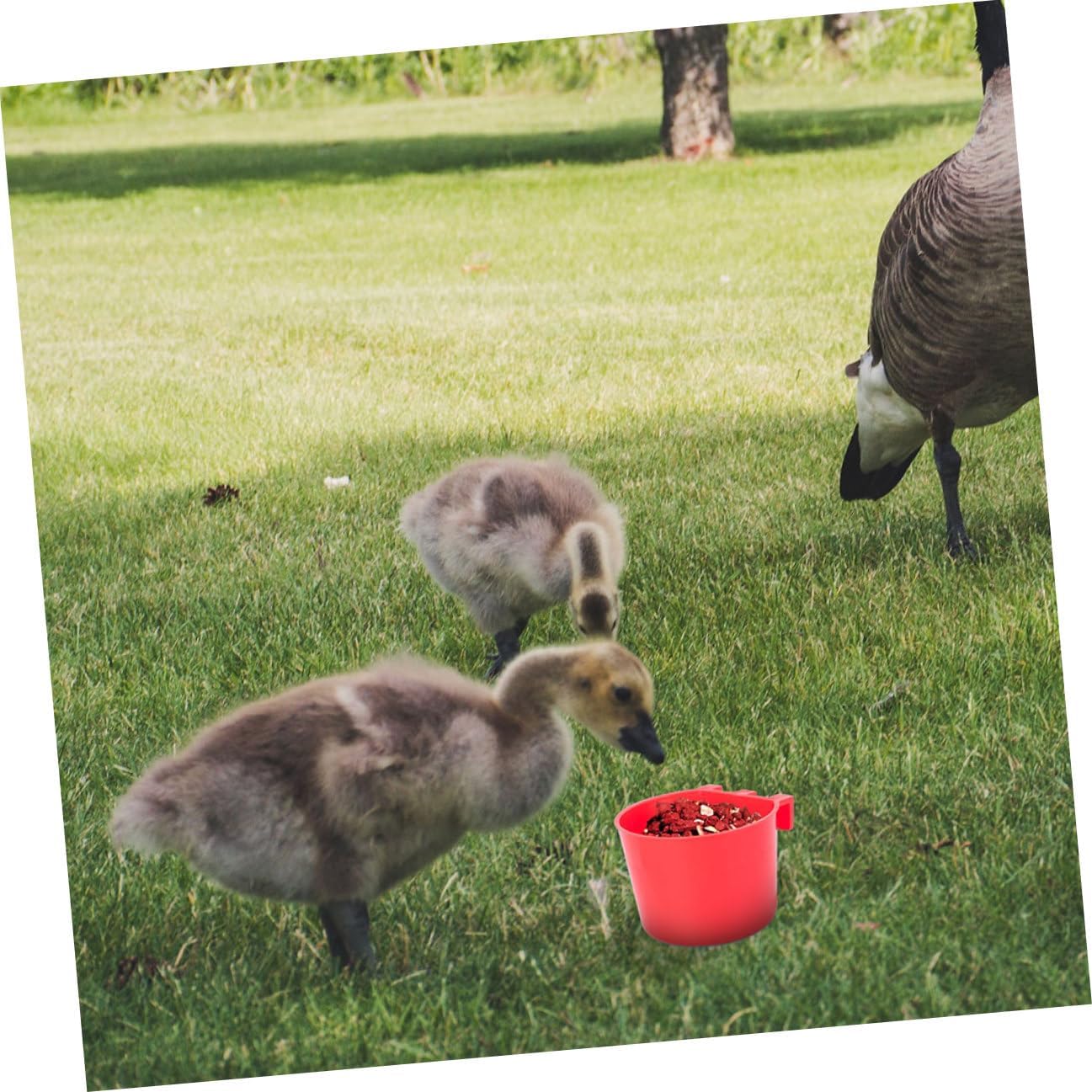 20pcs Small Hanging Bird Feeder Cups Plastic Seed Bowls Bird Cage Accessories for Parrots Chickens Pet Feeding and Watering Supplies