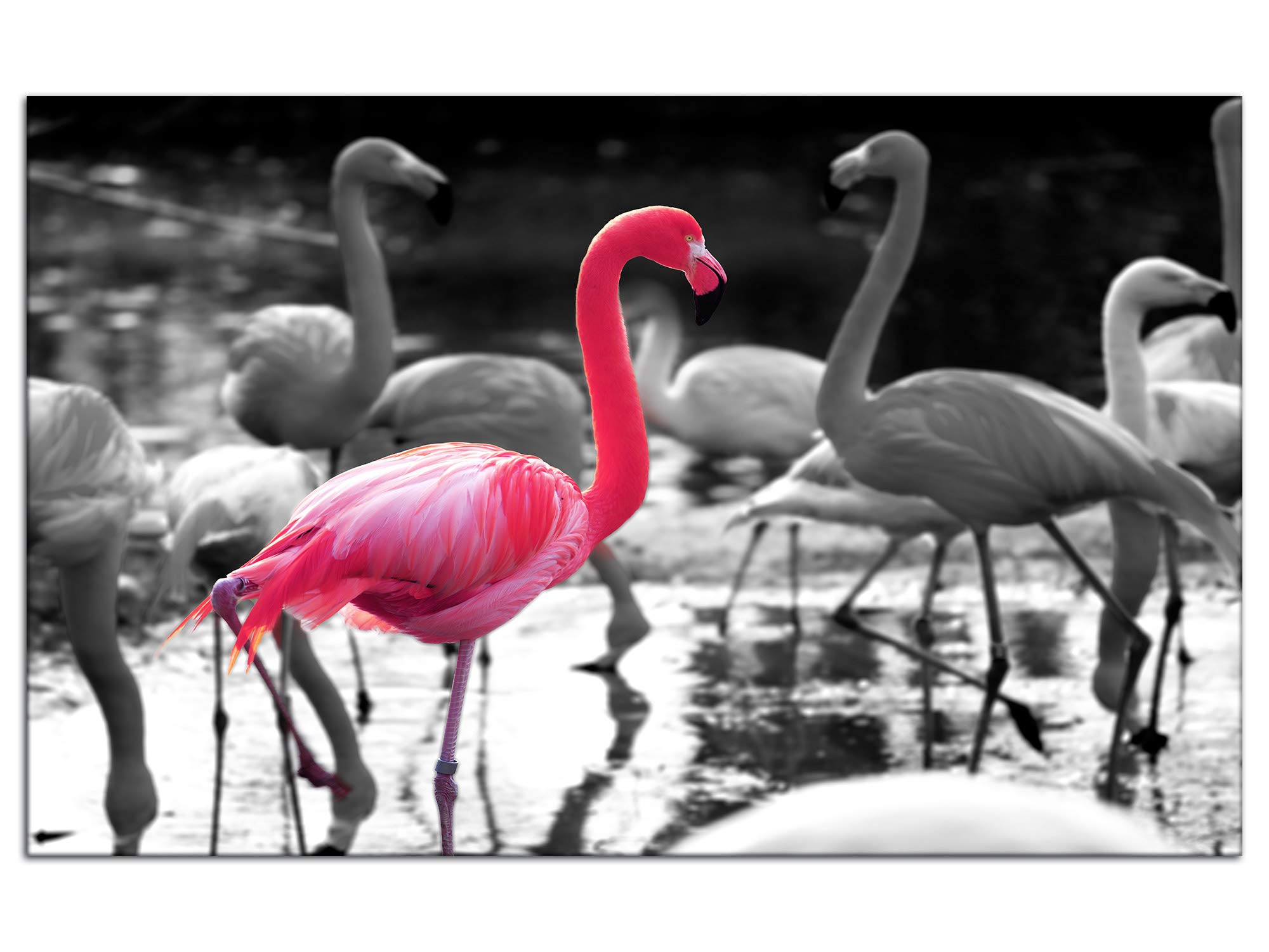 DECLINA, Quadro Decorativo da Parete per Soggiorno Moderno, Quadro Decorativo da Parete, Tela Decorativa con Fenicotteri Rosa 50 x 30 cm, Canvas, Nero e Bianco, 120x80 cm