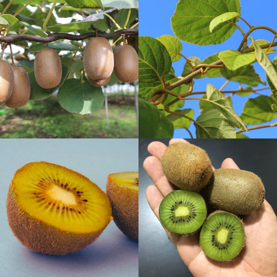 Vivaio Garden Forest Pianta di Kiwi Actinidia Chinensis, Pianta Autofertile, Pianta di Kiwi, Pianta reale, Pianta rampicante, Cina, Sapore dolce, Frutta ricca di Vitamina C, Vaso 18cm, H180cm