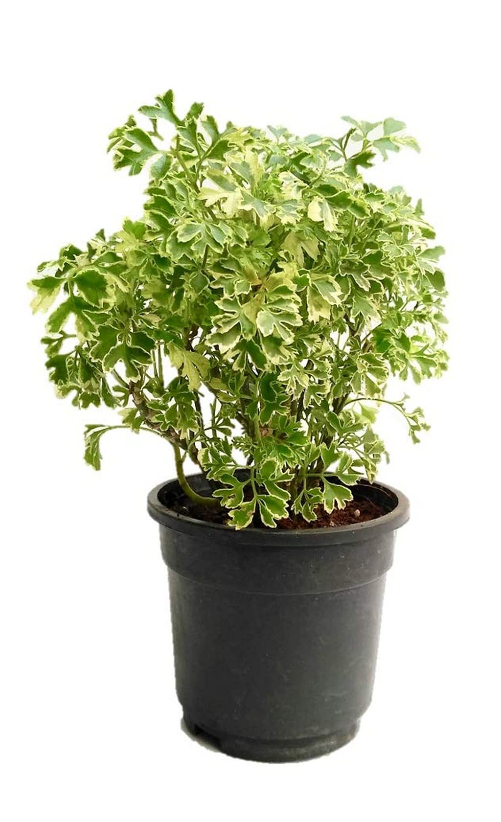 Creative Farmer Variegated Aralia Plant House (Healthy Live Plant) (B09HCPG7FD) Amazon Price History, Amazon Price Tracker