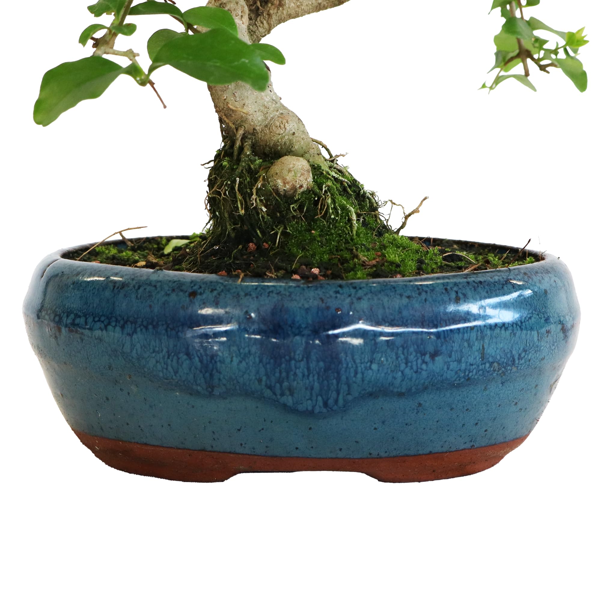KENTIS - S-frmiger Liguster-Bonsai - Ligustrum Sinensis -  Widerstandsfhiger echter Pflanzenbonsai fr den Auenbereich -  Handgefertigter Keramiktopf - H 30-40 cm S-frmiger Topf  15 cm :  Amazon.de: Garten