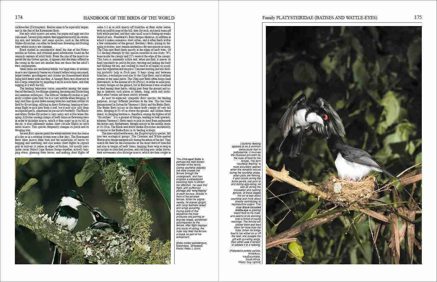 Handbook of the Birds of the World – Volume 11: Old World Flycatchers to Old World Warblers: v. 11