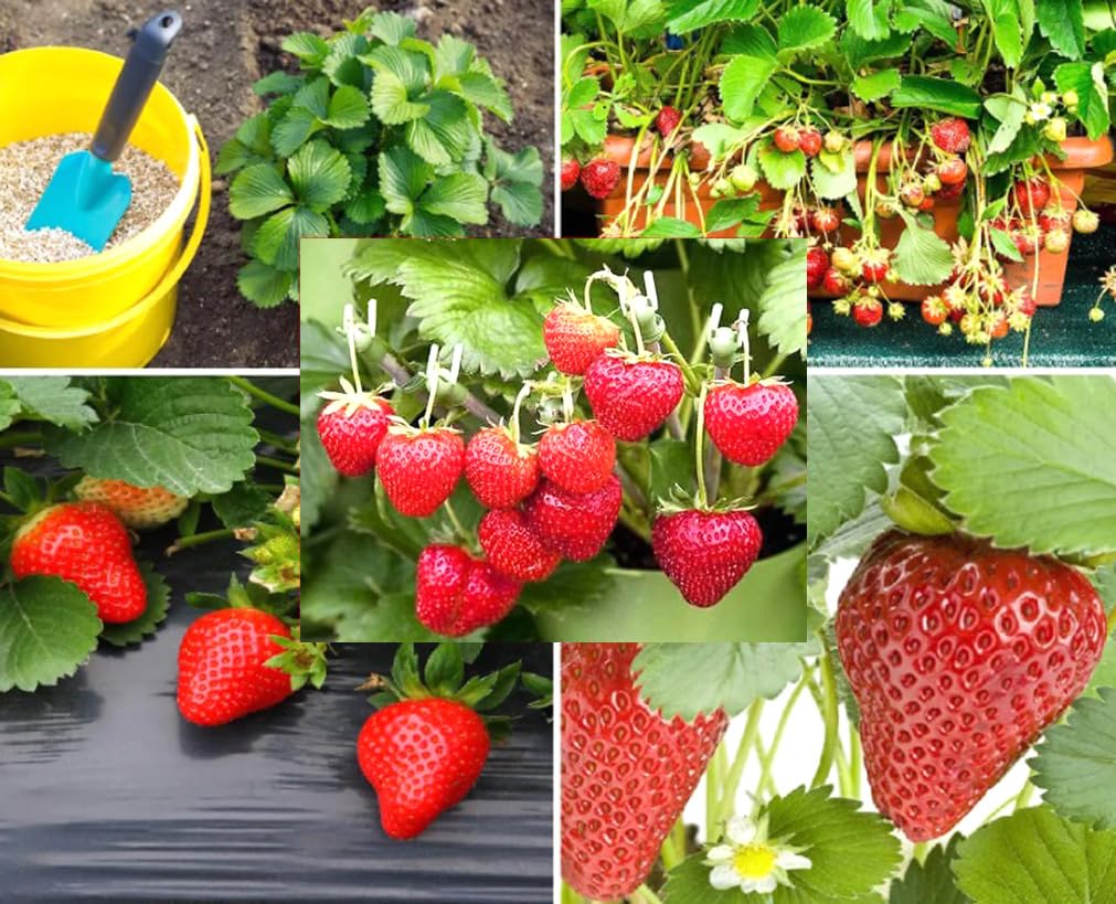 Amazon.com : 250PCS Alpine Strawberry Fast Growing Wild Strawberry