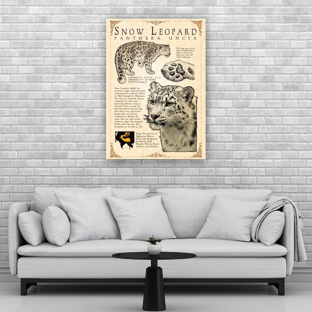 Snow Leopard Wall Art Knowledge Poster Educational Wall Art Vintage Prints Snow Leopard Infographic Poster Pictures for Bedroom Paintings for Bathroom Artwork Decor for Kitchen Decorations (08x12inch(20x30cm),Unframed): 12L" x 8W" Framed