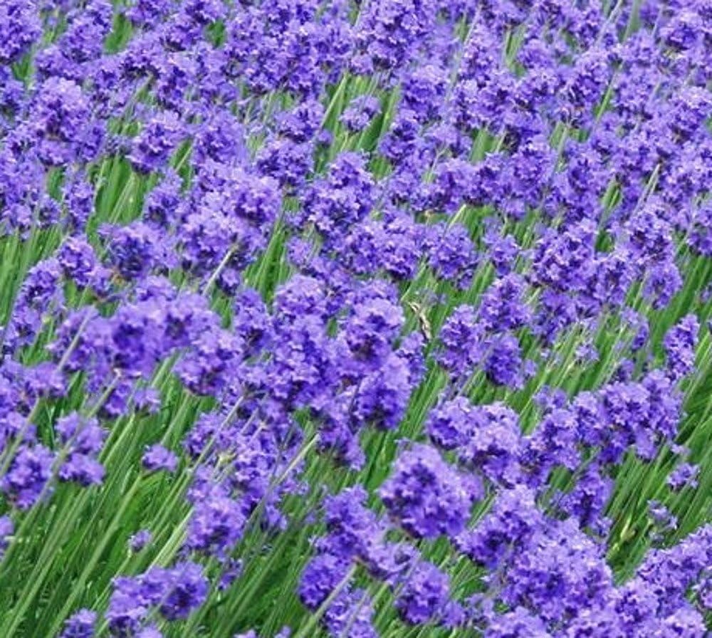 100 X LAVENDER HIDCOTE SEEDS (LAVANDULA ANGUSTIFOLIA HIDCOTE) - ENGLISH LAVENDER SEEDS - GARDEN FLOWER PATIO BORDERS PLANTS SEEDS
