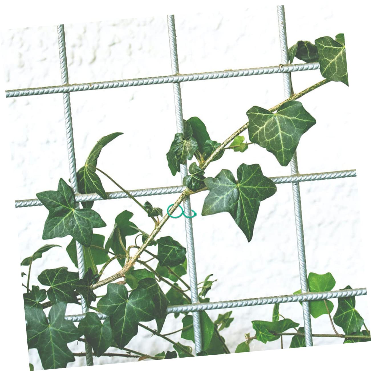Supvox 5 Sätze Pflanzenclip Clips Für Gartenpflanzen Unterstützung Für Tomatenpflanzen Plant Clips Pflanzklammer Stützclips Für Pflanzenblumen Gartenschnalle Plastik Green 100 Stück * 5