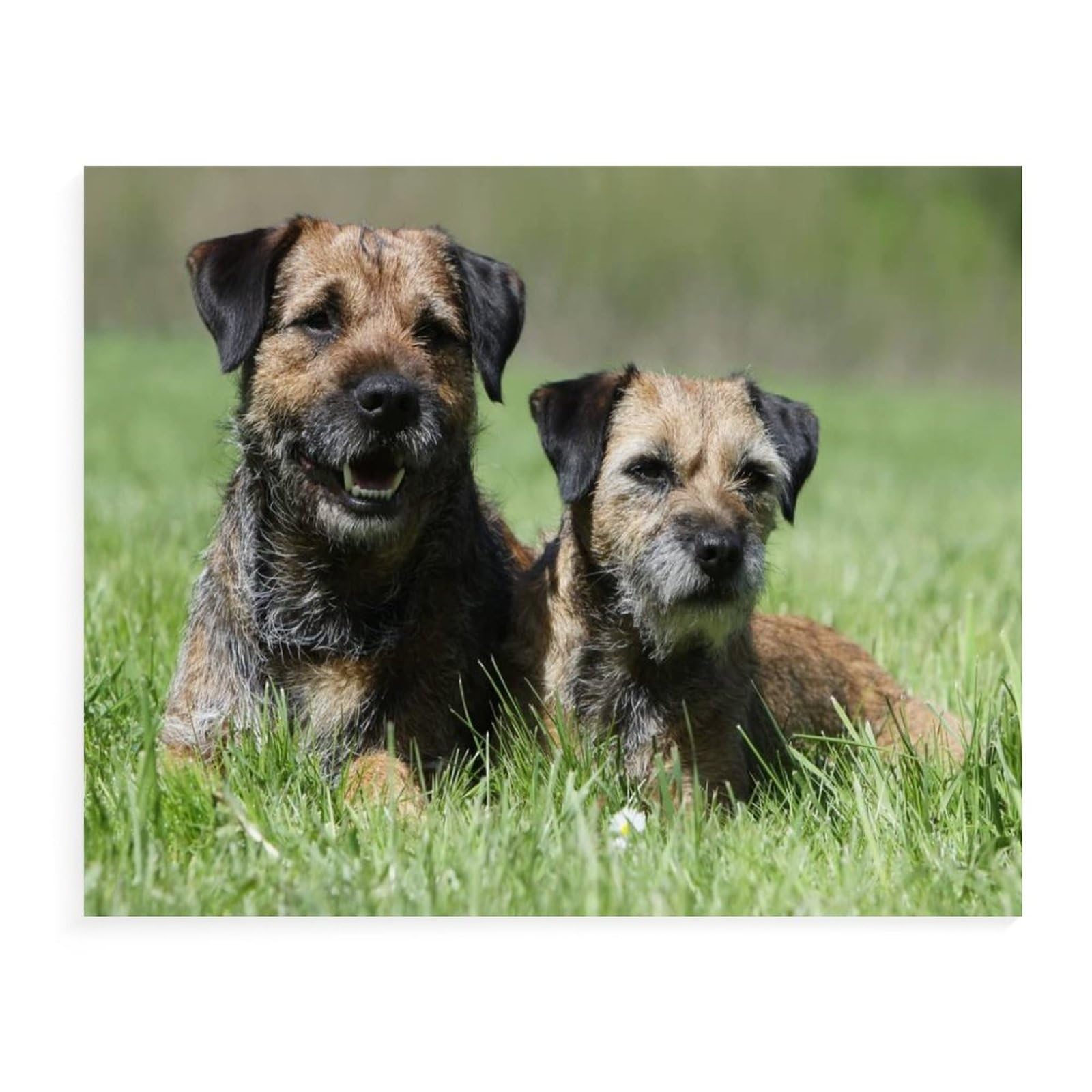 Jigsaw Puzzle 1000 Pieces,Border Terrier,Kids Art For Adults Children Games Educational Toys(75x50cm）-38