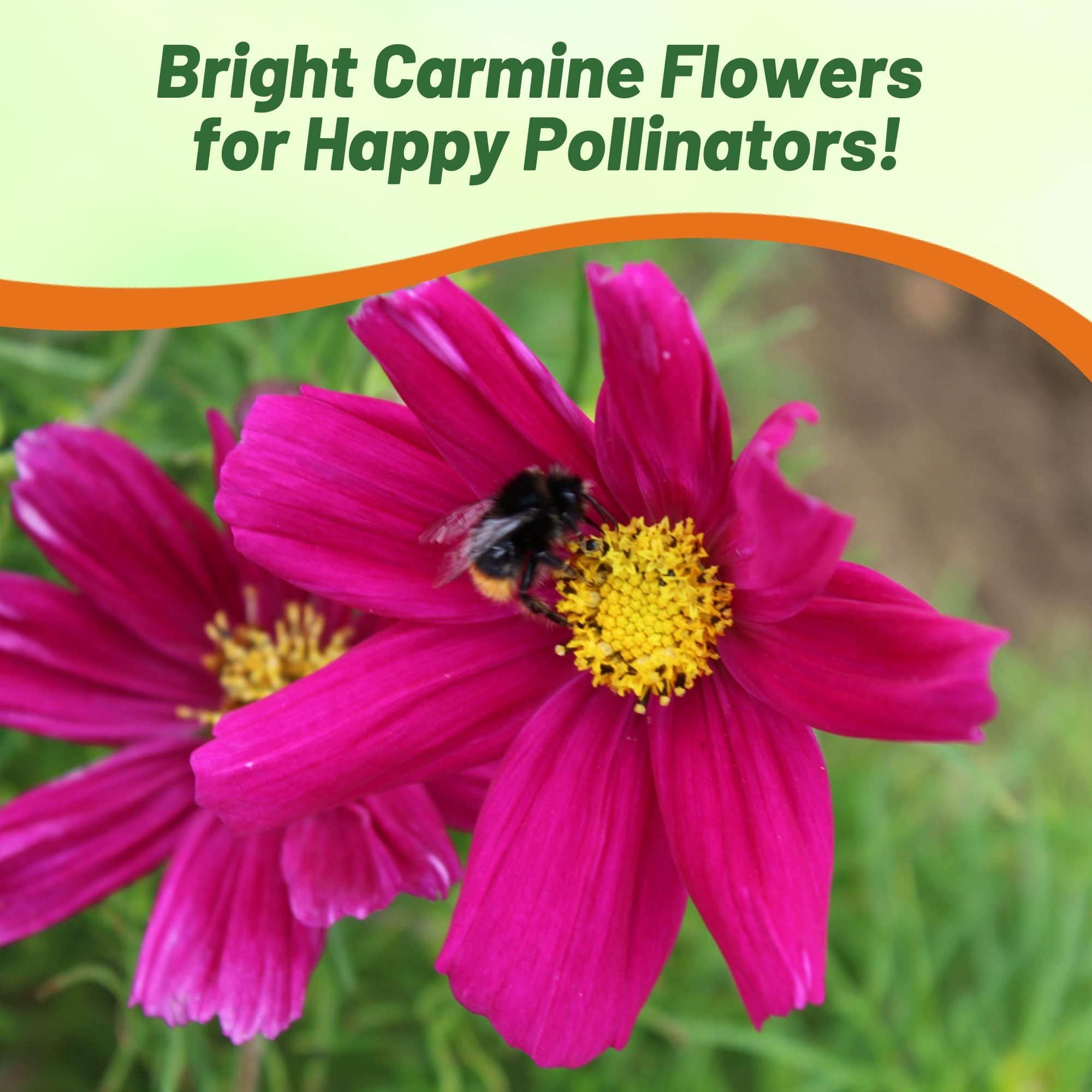 Sonata Carmine Cosmos Bipinnatus Seeds – 50 piezas anuales, fáciles de cultivar y tolerantes a la sequía, semillas de flores para plantar con flores compactas montículas, ideales para 5