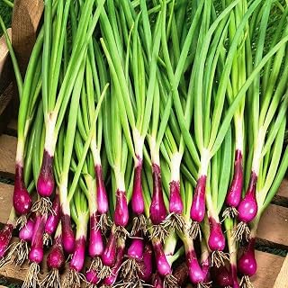 Red Bunching Welsh Onion Seeds Vegetable for Planting Organic Non GMO 100 Seeds