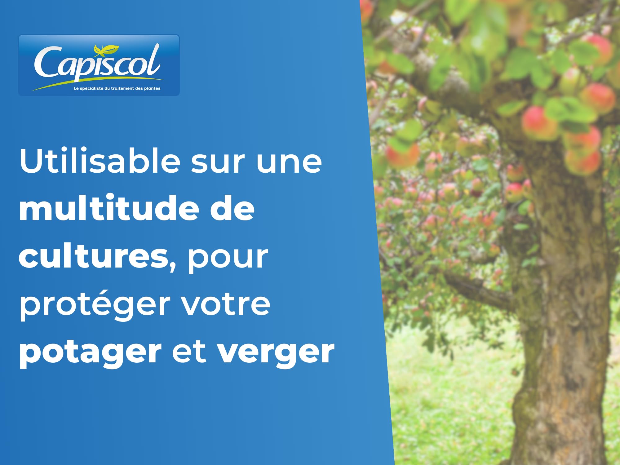 CAPISCOL Bouillie Bordelaise - Granulés - 250L de Solution - 1Kg | Fongicide Polyvalent - Préventif & Traditionnel - Mildiou, Tavelure, Cloque du Pêcher - Coloration Bleue - BB1000