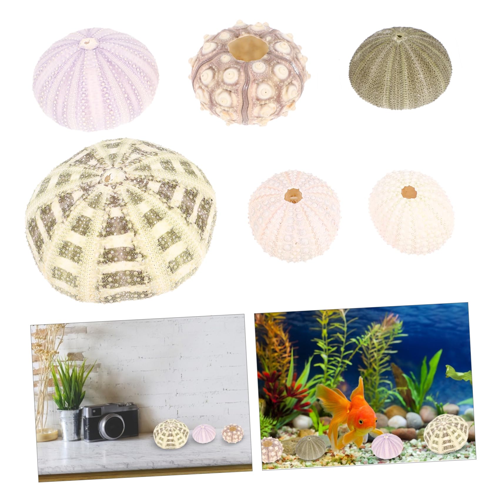 PRETYZOOM 5 Set Conchiglia di Conchiglia Piante Aeree Mescolare Le Conchiglie di Ricci di Mare Decorazioni Ufficio Aquarium Pianta Adornare Decori di Ricci di Mare per La Casa 6 Pezzi * 5