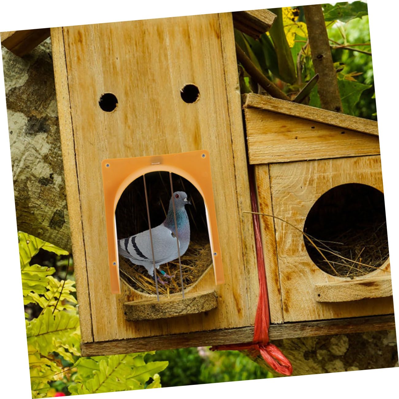 Sosoport 4stücke Vogelkäfig Tür Für Tauben Europäischer Stil Installieren Für Taubenzucht Und Wettkämpfe Zuverlässiger Zugang Für Renn Und Zuchttauben